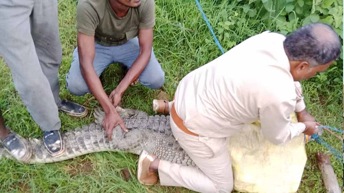 नदी से निकलकर गांव में पहुंचे मगरमच्छ से मचा हड़कंप, वन विभाग की टीम ने रेस्क्यू कर तालाब में छोड़ा