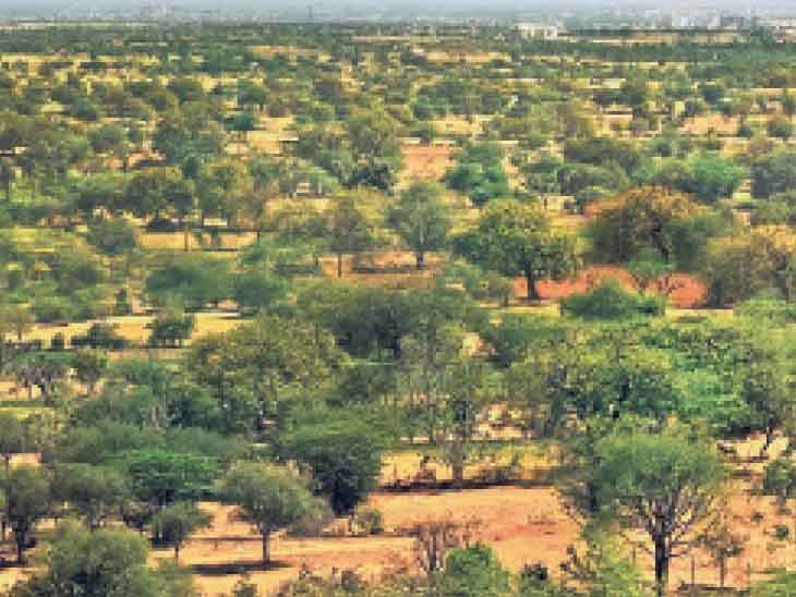 पेड़ के प्रति ग्रामीणों की गहरी आस्था, राजस्थान-अजमेर के गांव में नीम का पेड़ काटने पर जुर्माना