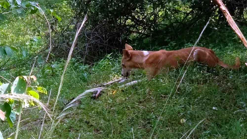 अगले दिन पहुंचे रेंजर ने सामान्य मौत का दिया गैरजिम्मेदाराना बयान, छत्तीसगढ़-गरियाबंद में हिरण का तीर से शिकार