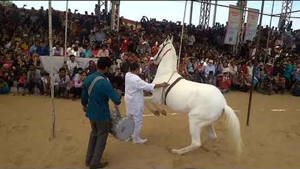 सफेद घोड़े ने जीता अश्व पालकों का दिल, राजस्थान-केकड़ी के पुष्कर पशु मेले में ‘बादल’ का जलवा