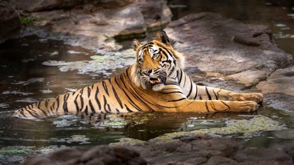 मोहन सरकार छत्तीसगढ़ को आठ बाघ, राजस्थान को चार बाघिन और ओडिशा को तीन बाघ देगी, बांधवगढ़, पेंच और कान्हा टाइगर रिजर्व से भेजे जाएंगे