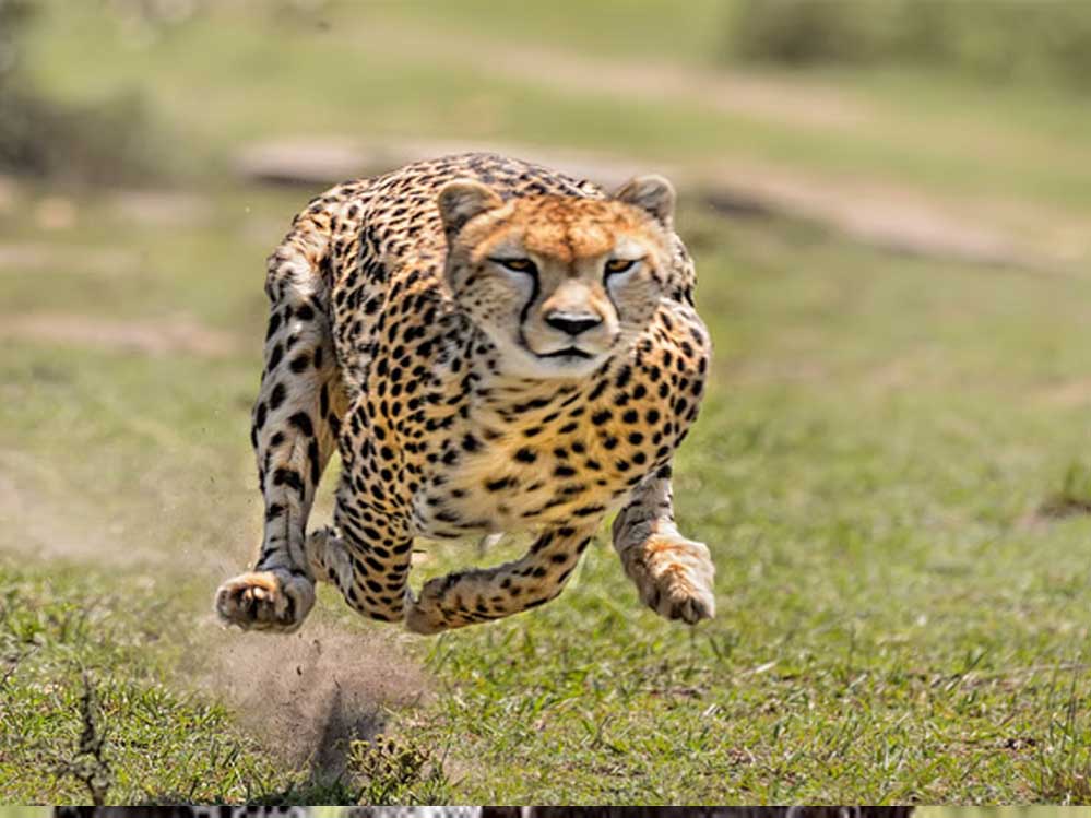 मुरैना में कूनो जंगल का चीता गांव तक पहुंचा, लोगों ने देखा सड़क पर शाही अंदाज में चलता