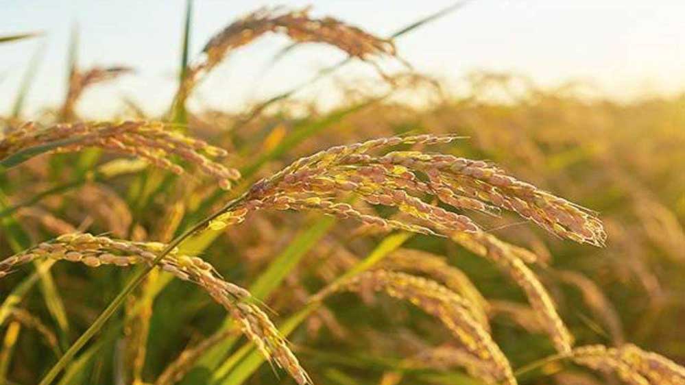 मध्यप्रदेश में सरकारी खरीदी का बिगुल, किसान जल्दी करें रजिस्ट्रेशन और पाएं समर्थन मूल्य