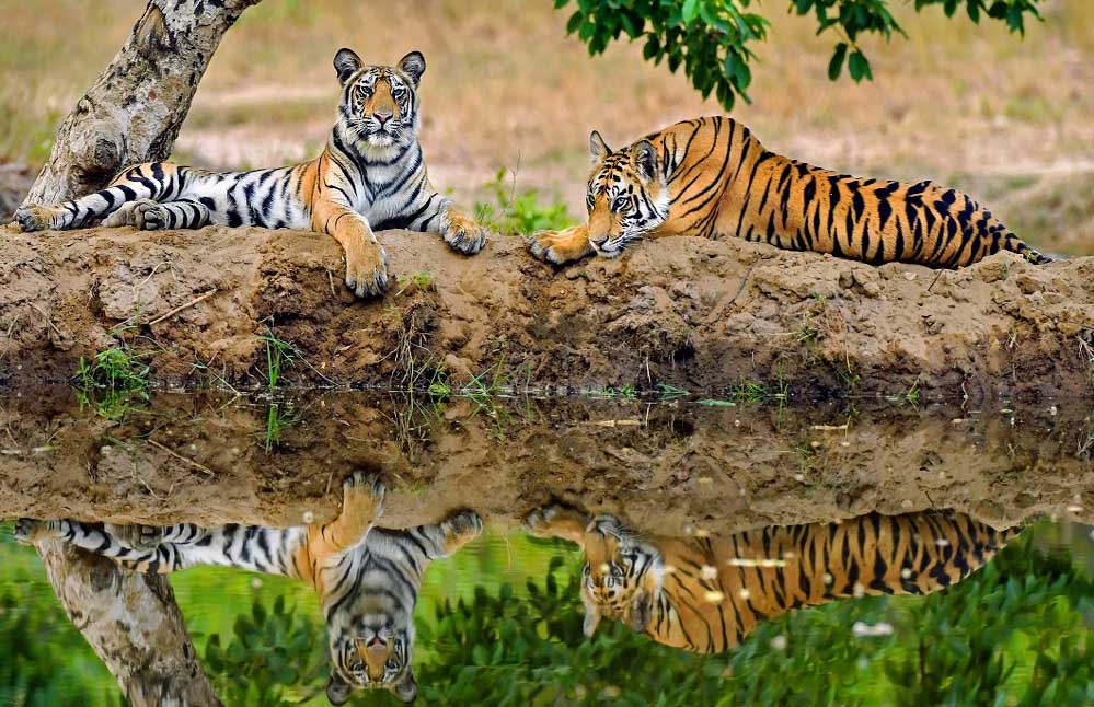 5 राज्यों के विशेषज्ञों ने माना मध्य प्रदेश सबसे बेहतर, बाघों की गिनती के लिए तैयार