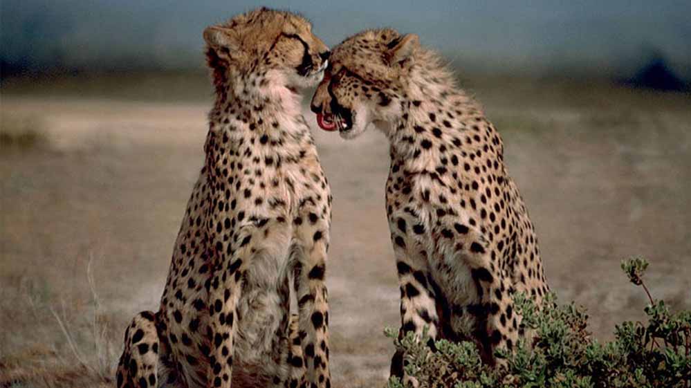 धीरा का नया ठिकाना: 300 किमी दूर गांधी सागर में बिग कैट्स के बीच बढ़ेगा रोमांच