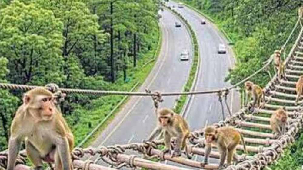 दिल्ली-देहरादून मार्ग पर अनोखा दृश्य: ऊपर बंदर झूलेंगे, नीचे गाड़ियां दौड़ेंगी