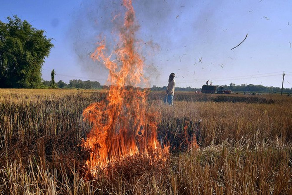 CJI गवई की किसानों को चेतावनी: पराली जलाने वालों को जेल भेजो, तभी रुकेगी समस्या