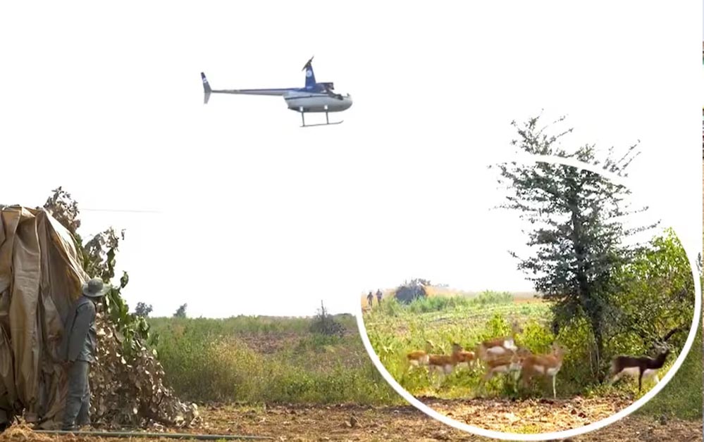 शाजापुर में खेती बचाने का हाईटेक तरीका, हेलीकॉप्टर से हांका कर हिरण पकड़वाए गए