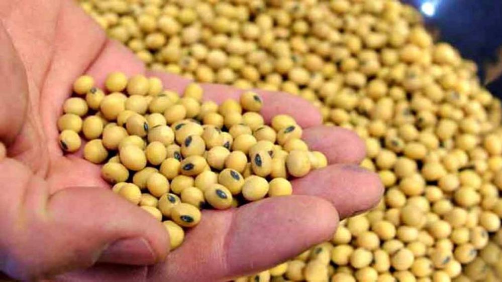 CCTV के साथ सागर मंडियों में सोयाबीन खरीदी, किसानों को MSP रेट दिलाएगी भावांतर योजना