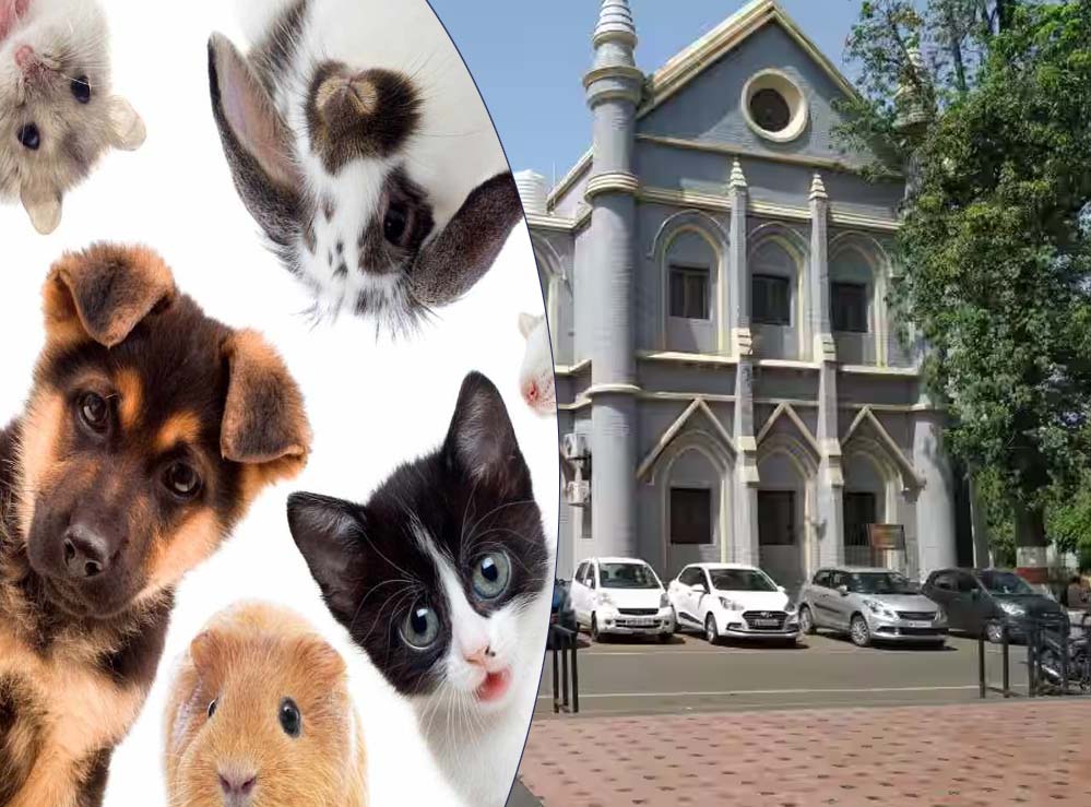 हाईकोर्ट का आदेश: सरकारी आवास में पालतू जानवर नहीं रह सकते, केवल परिवार को अनुमति