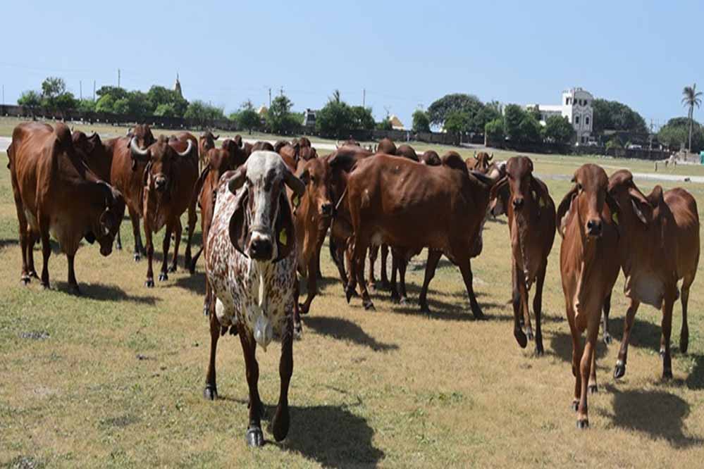 MP सरकार का बड़ा कदम: पशुपालकों को नस्ल सुधार की तकनीक अपनाने को प्रेरित किया जाएगा