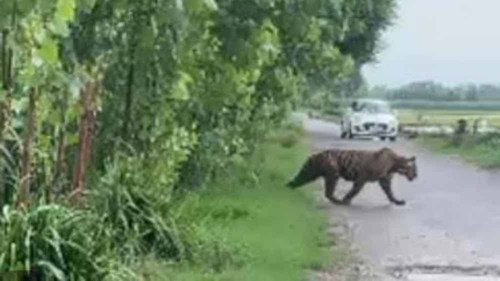 रणथंभौर में बाघ का अचानक प्रकट होना, मंदिर मार्ग पर श्रद्धालुओं की आवाजाही कुछ देर थमी