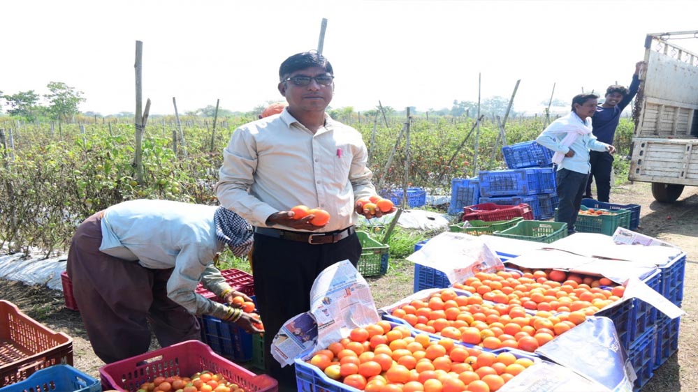 किसानों की नई पहचान: टमाटर की खेती से मिली आर्थिक मजबूती