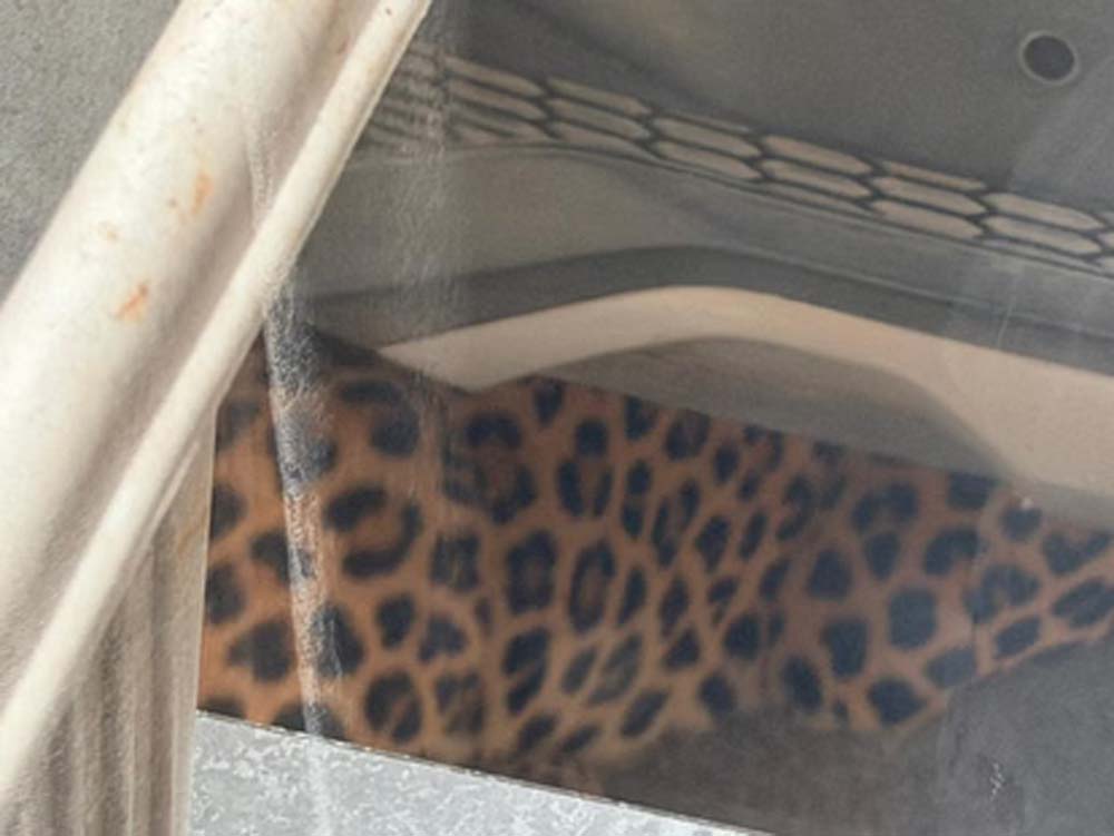 सिविल लाइंस में हड़कंप: मंत्री सुरेश रावत के रेजिडेंस पर दिखा लेपर्ड