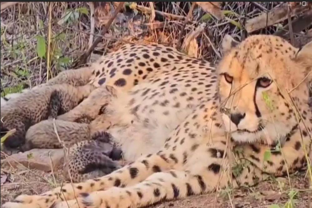 सीएम मोहन यादव ने बधाई दी, कूनो में चीता मुखी ने पांच शावकों को जन्म देकर रिकॉर्ड बनाया