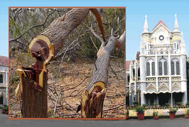 एमपी हाईकोर्ट ने कहा—पेड़ काटना बंद, हर पेड़ के लिए अनुमति जरूरी