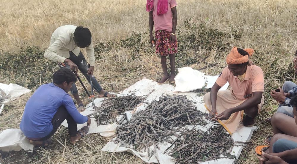 विकास और प्रकृति का संगम — छत्तीसगढ़ के 25 वर्ष : वनोपज, जल संरक्षण और ईको टूरिज्म की सफलता