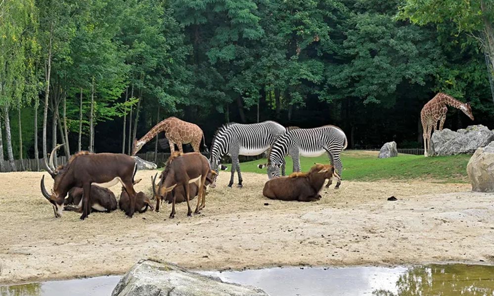 अनंत अंबानी के वनतारा प्रोजेक्ट के तहत उज्जैन में अंतरराष्ट्रीय सफारी-जू की तैयारी, टीम ने किया सर्वे