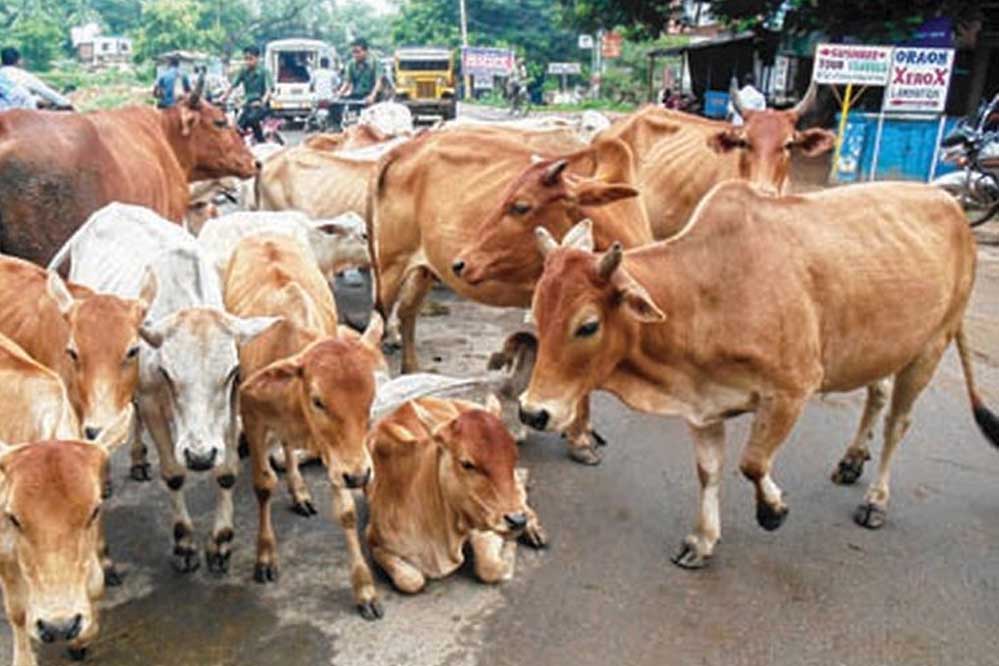 विभाग ने सभी निकायों को की गई कार्यवाही की जानकारी हर सप्ताह भेजने के दिए निर्देश