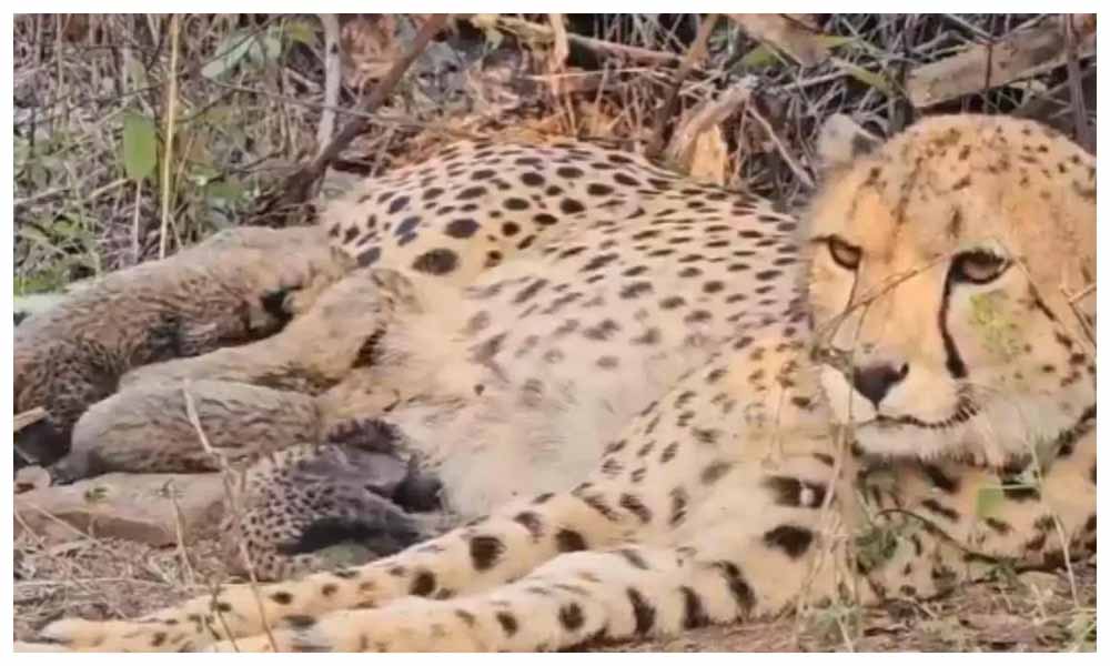 भारत में जन्मी मादा चीता मुखी ने पांच शावकों को जन्म दिया