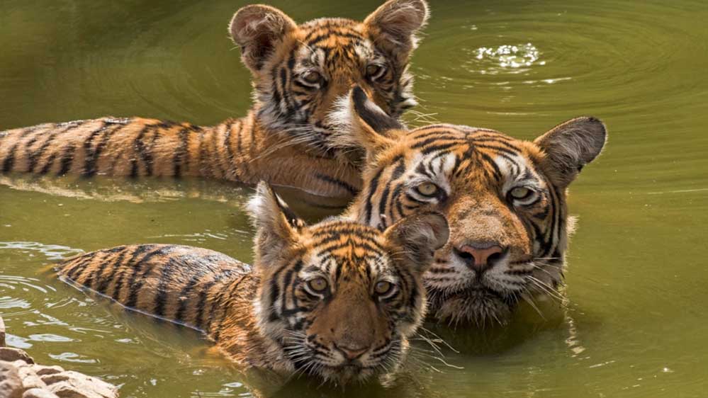 All India Tiger Estimation 2026: एमपी समेत भारत के जंगलों की नब्ज टटोली जाएगी, टाइगर स्टेट बनने की तैयारी