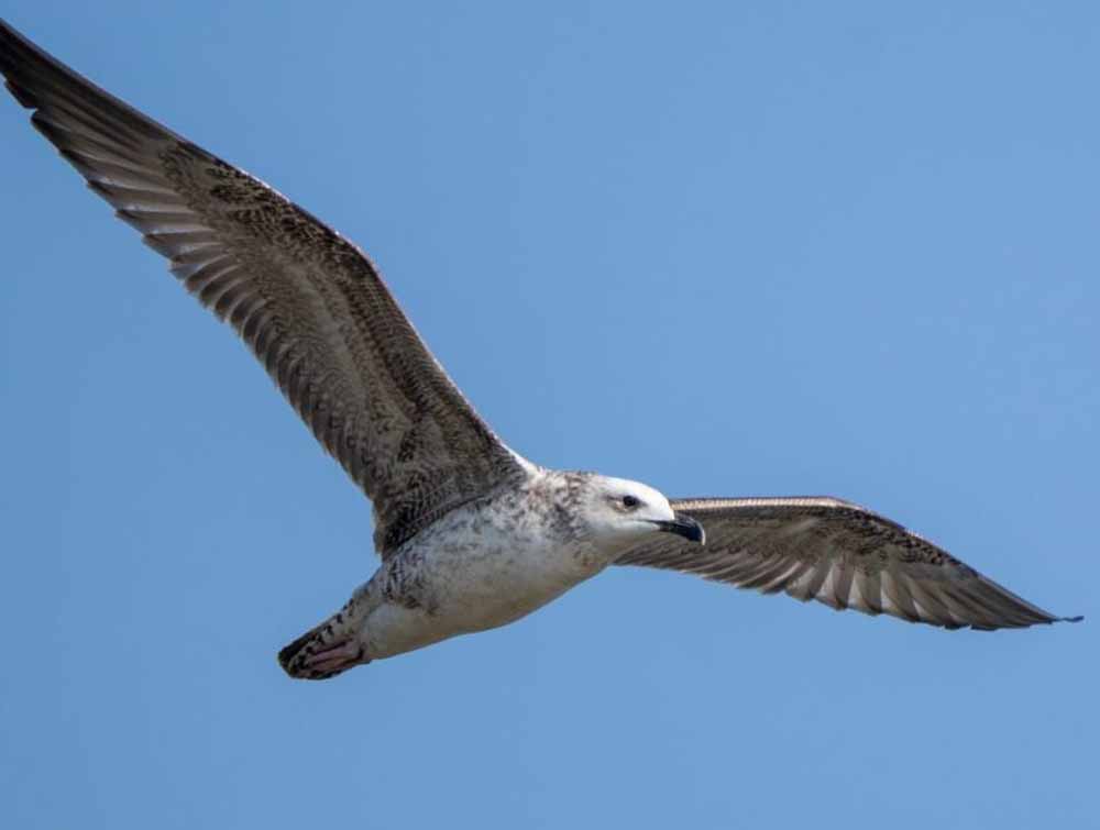 मध्य भारत में पर्यावरणीय सफलता: रूसे जलाशय में 5 साल बाद Steppe Gull की एंट्री