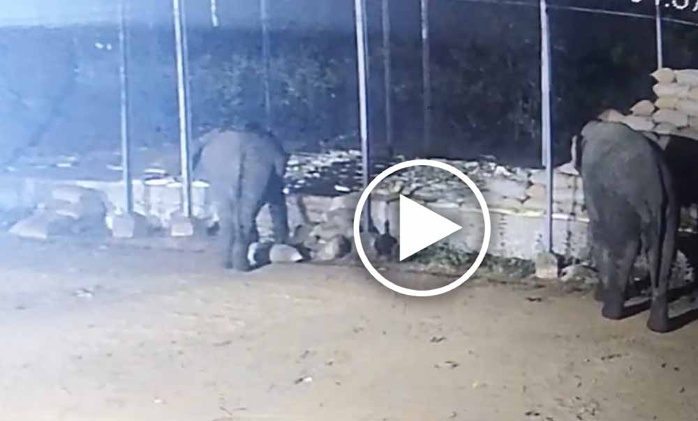 धान खरीदी केंद्र में हाथियों की जमकर तोड़-फोड़, 15 बोरी धान चट, वायरल वीडियो