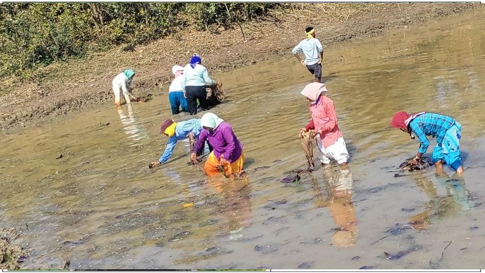रायपुर: मखाना खेती और प्रसंस्करण यूनिट को मिलेगा 50 प्रतिशत अनुदान, मुख्यमंत्री विष्णु देव साय का बड़ा कदम