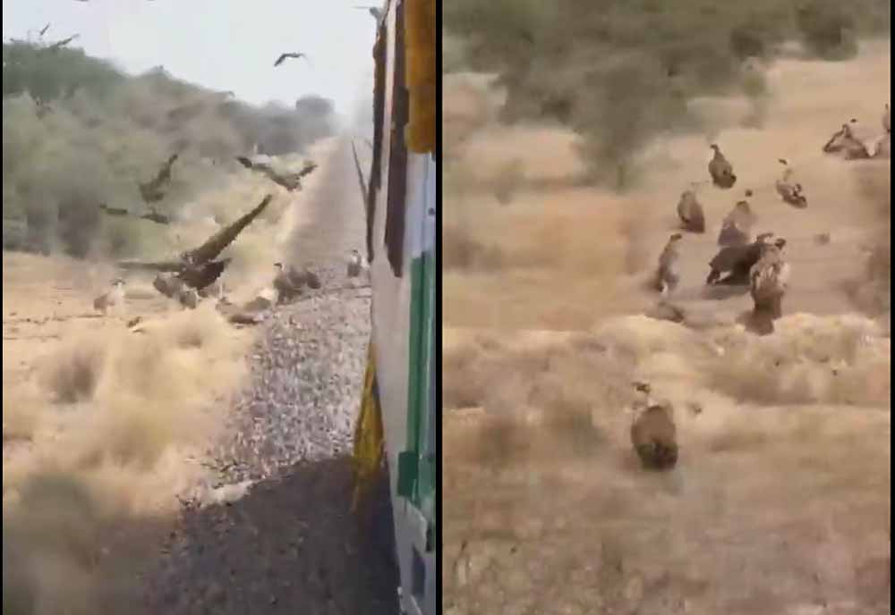 वन्यजीव संरक्षण की मिसाल: लोको पायलट ने गिद्धों के लिए रोकी स्वर्णनगरी एक्सप्रेस की रफ्तार