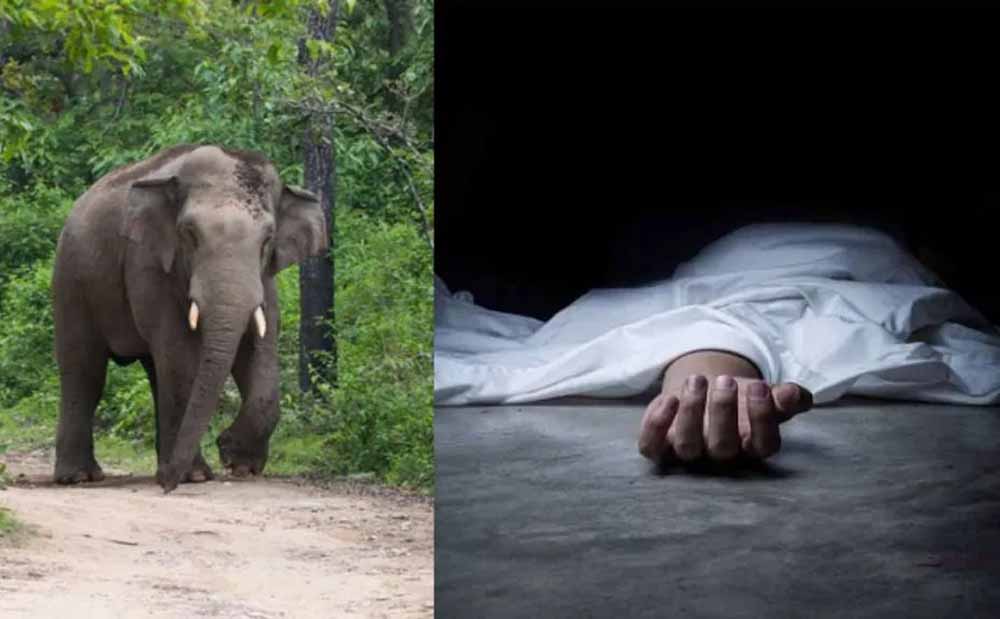 गजराज ने किया हमला, ग्रामीणों में भय का माहौल, मां-बेटी पर हाथी का हमला