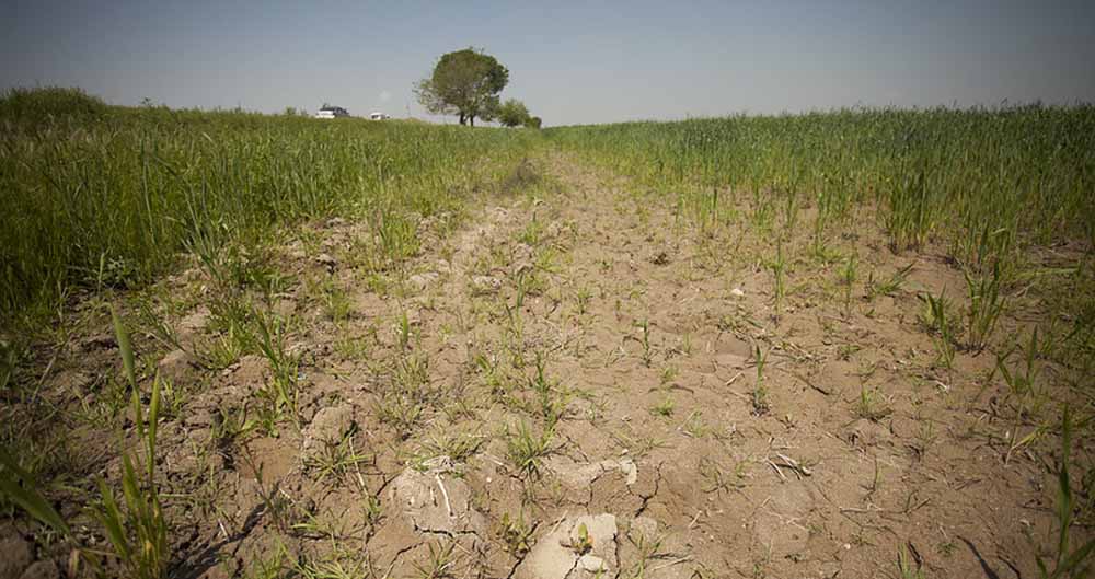 राजस्थान में बढ़ती ‘सेम’ से खेती खतरे में, संसद तक पहुंची किसानों की आवाज