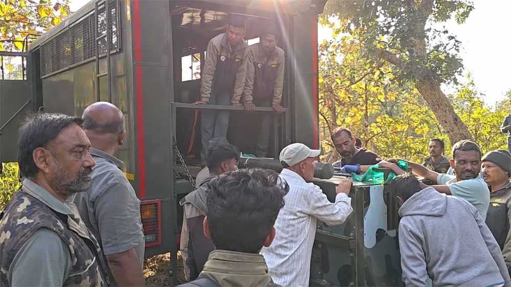 पेंच टाइगर रिज़र्व से राजस्थान तक बाघिन का सफर, वायुसेना के हेलीकॉप्टर से ट्रांसलोकेशन
