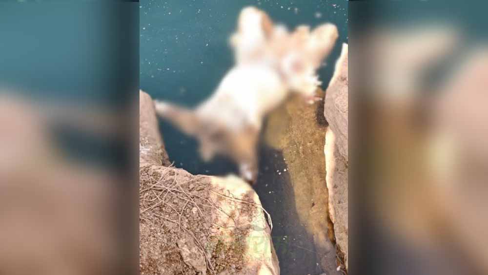 नवा रायपुर में सिर और हाथ कटे शव ने मचाई खौफ की लहर, जांच में जुटी पुलिस