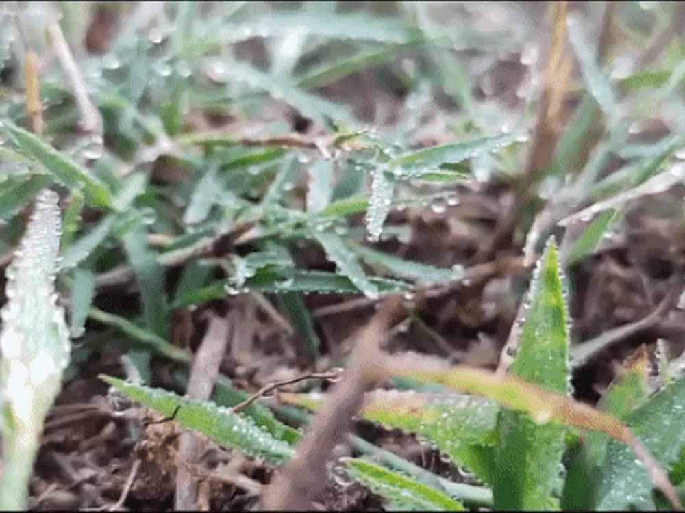 ठंड ने रचा इतिहास: राजस्थान में रिकॉर्डतोड़ सर्दी, सीकर–अलवर में खेत और गाड़ियां जमीं