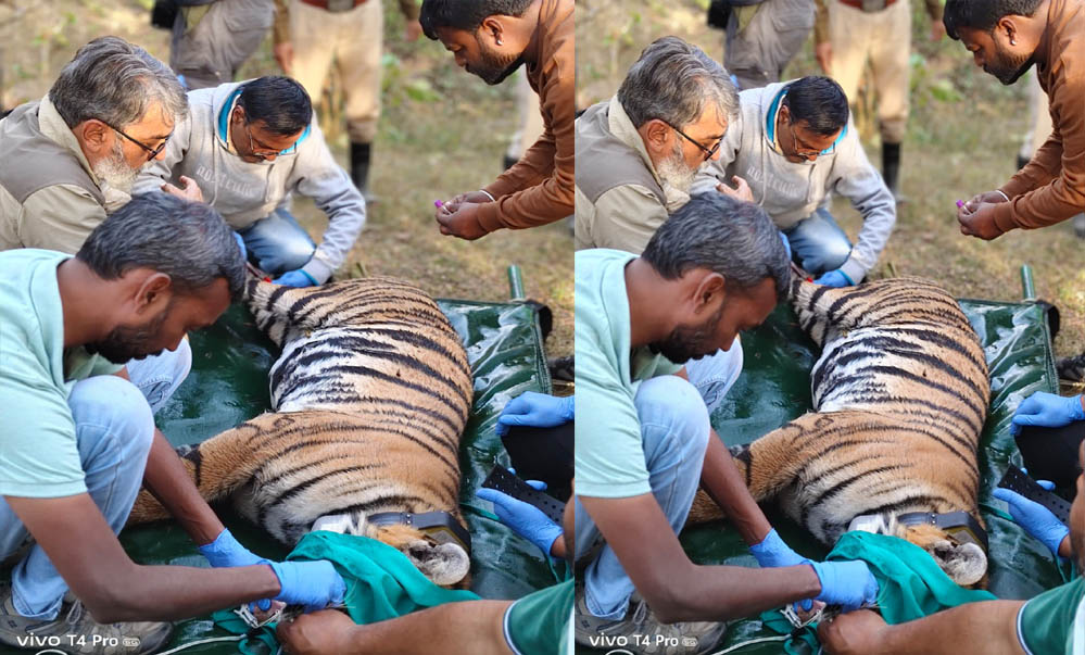 पेंच से रामगढ़ विषधारी: बाघिन के सफल स्थानांतरण से संरक्षण प्रयासों को मिली नई मजबूती