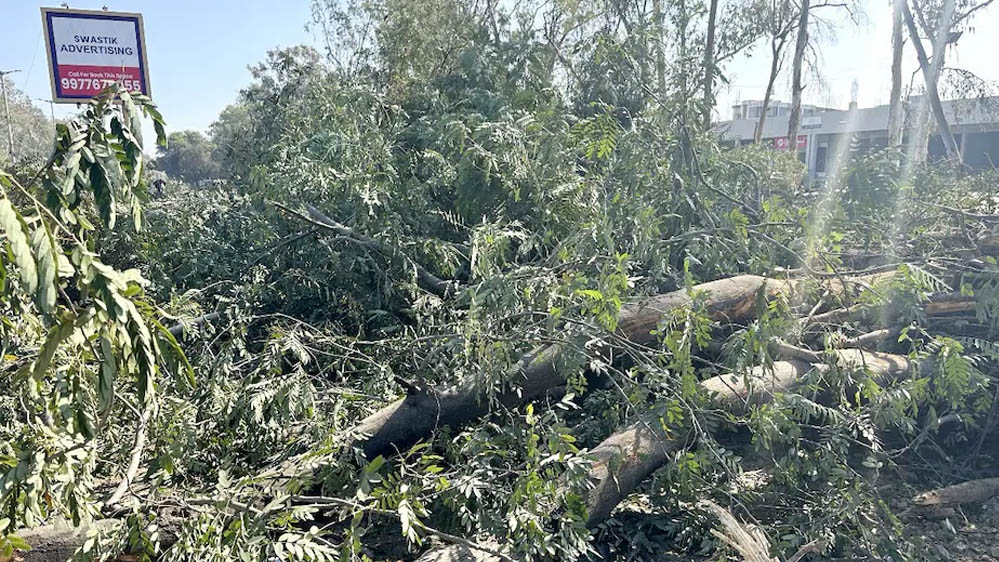 भोपाल अयोध्या बायपास मामले में NGT सख्त, पेड़ों की कटाई पर तुरंत रोक