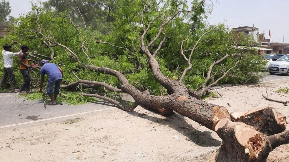 भोपाल की हरियाली पर संकट, रोड चौड़ीकरण में 7 हजार से ज्यादा पेड़ कटेंगे, NHAI की दावों पर विवाद