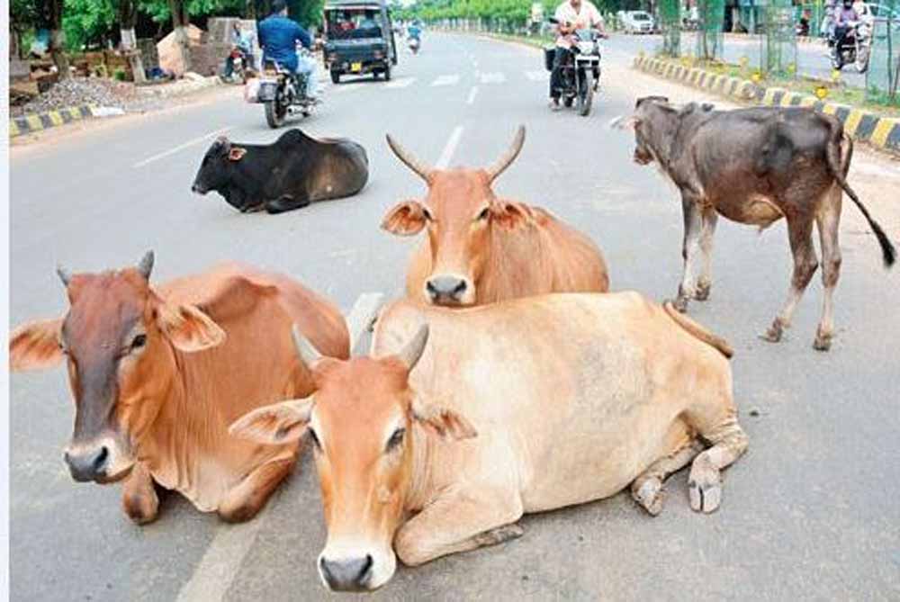 सड़क सुरक्षा पर निगम का कड़ा कदम: आवारा पशु छोड़ने वालों के खिलाफ FIR दर्ज