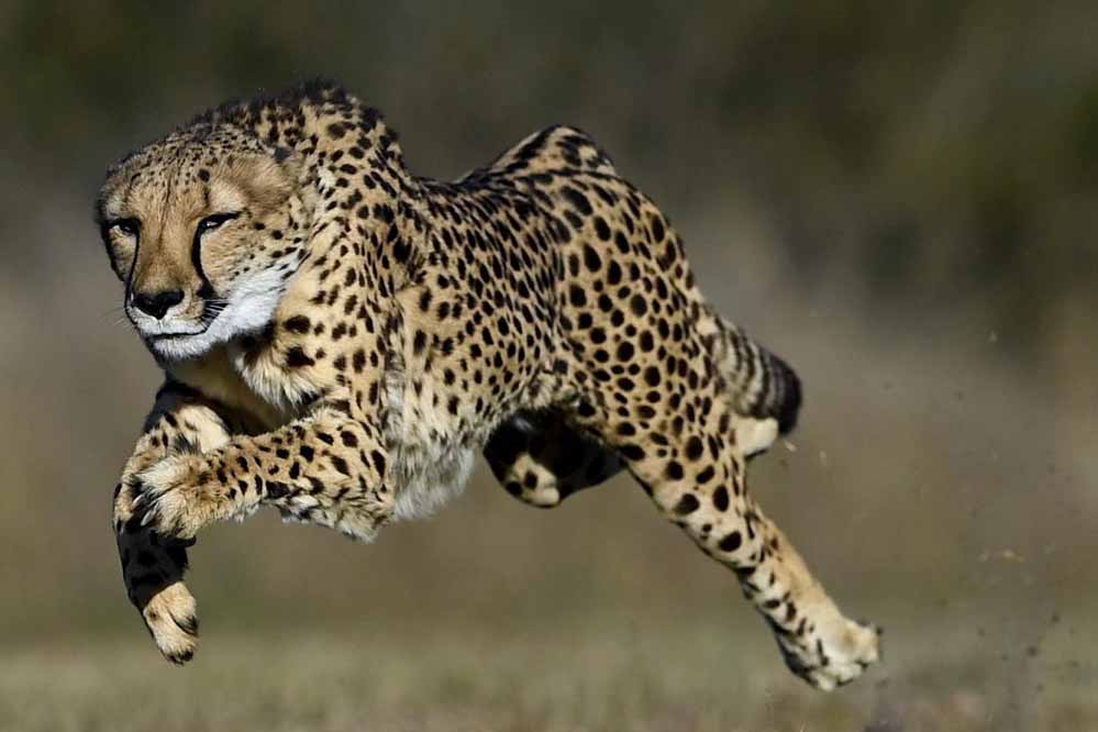 2026 में VDTR का नया अध्याय: चीते शिफ्टिंग, बजट की मंजूरी और प्रोजेक्ट तैयार