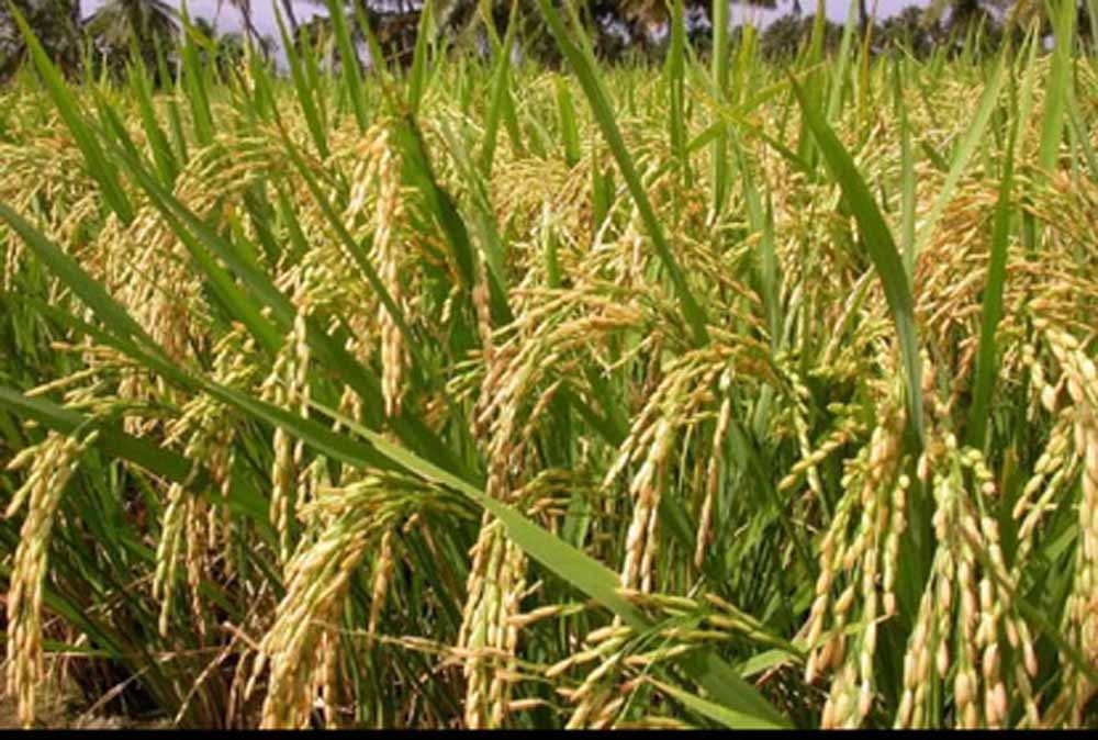 खुशबू जिसने बदला दुनिया का स्वाद: भारत कैसे बना बासमती का विश्व-सम्राट?