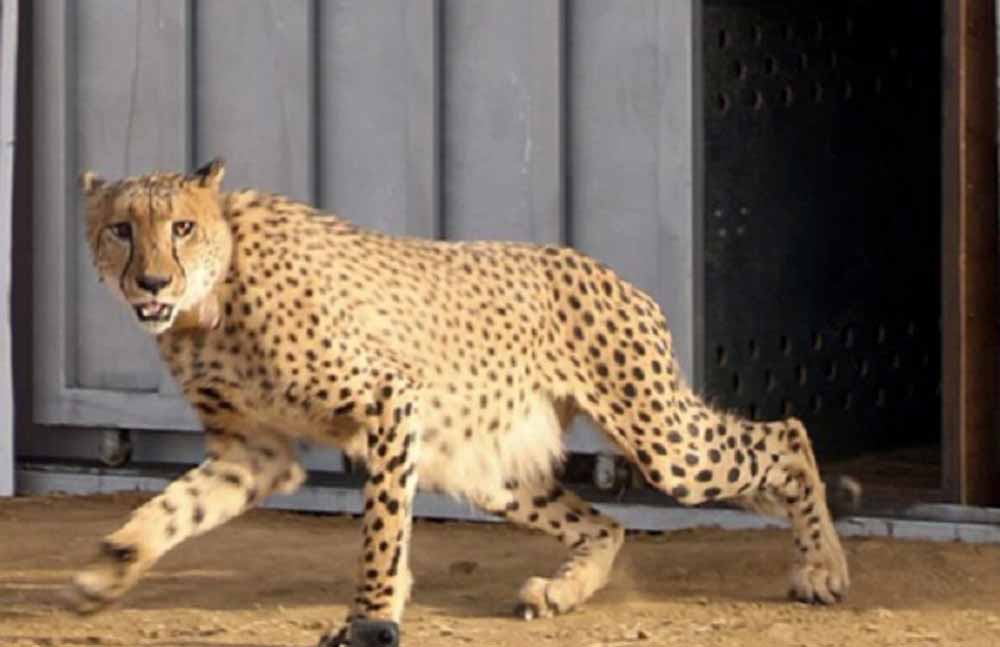 मध्य प्रदेश कैबिनेट: आठ चीते 26 जनवरी को बोत्सवाना से मध्य प्रदेश पहुंचेंगे, सरकार ने दी जानकारी