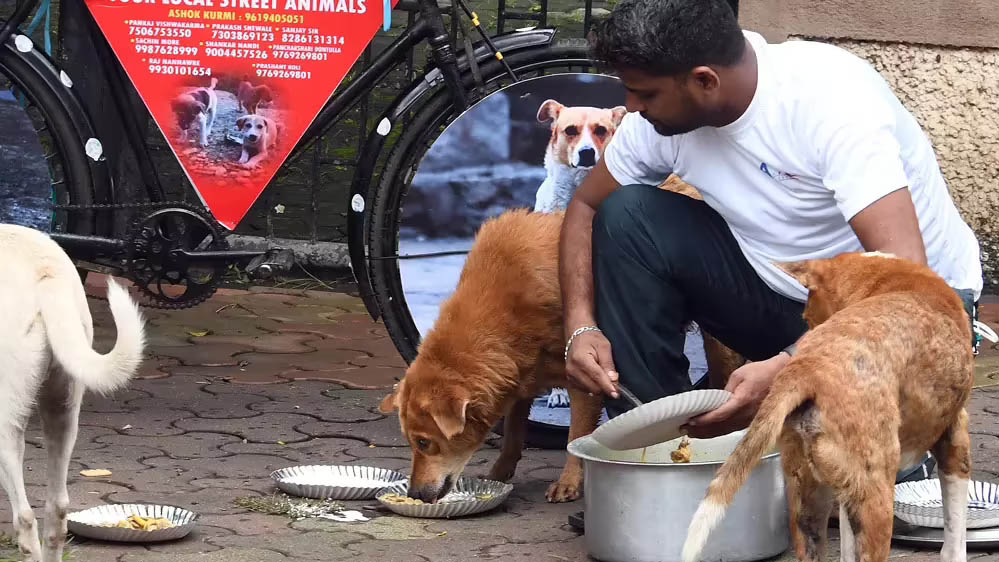इंदौर में डॉग फीडिंग पर नई गाइडलाइन, 172 फूड प्वाइंट्स तय, निगम ने लागू की सख्त व्यवस्था