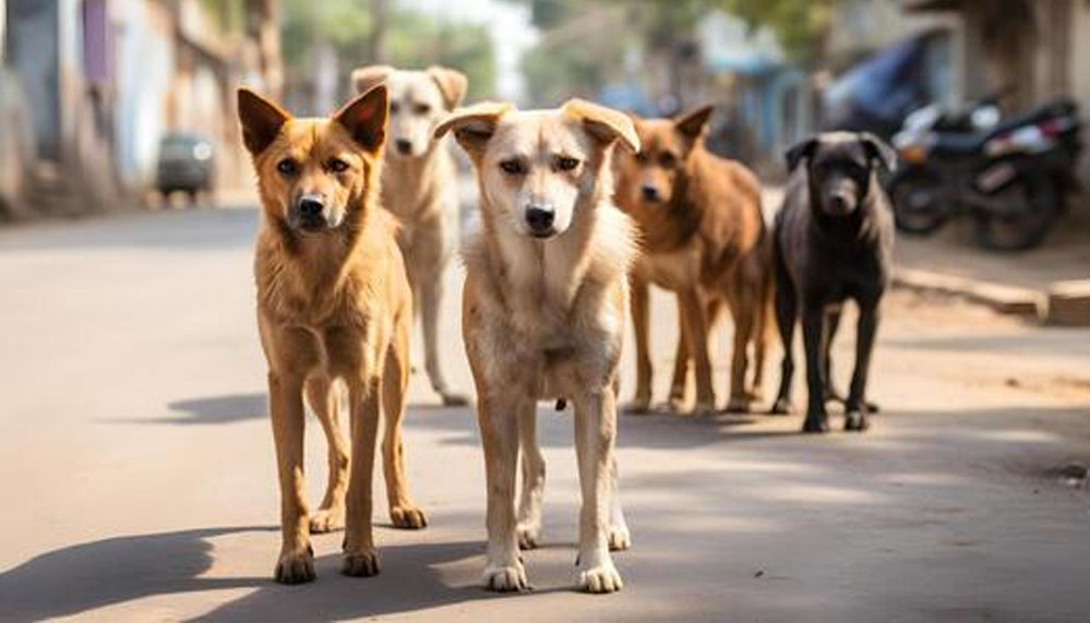 MP की सड़कों पर कुत्तों और मवेशियों का ‘राज’ खत्म, स्कूल और अस्पतालों के बाहर होगी ‘किलानुमा’ दीवार
