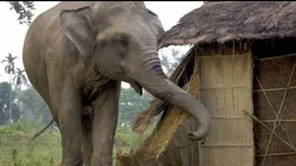 ग्रामीणों में दहशत: खाड़ा गांव में हाथियों ने मचाया उत्पात, दो गायें मरीं