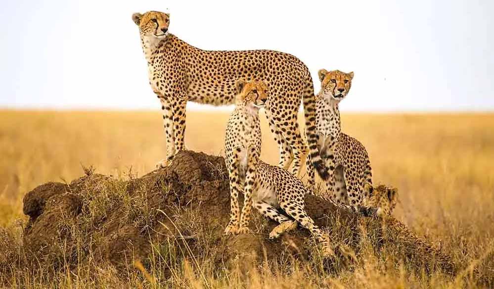 ग्वालियर तक हाईवे पर चीतों की चहलकदमी बढ़ी, कूनो में सुरक्षा उपायों को और सख्त किया जाएगा