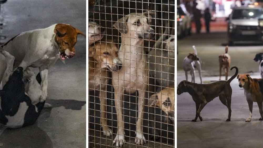 डॉग अटैक नहीं, उकसावे का नतीजा! सुप्रीम कोर्ट में पीड़िता ने किया कुत्ते का बचाव