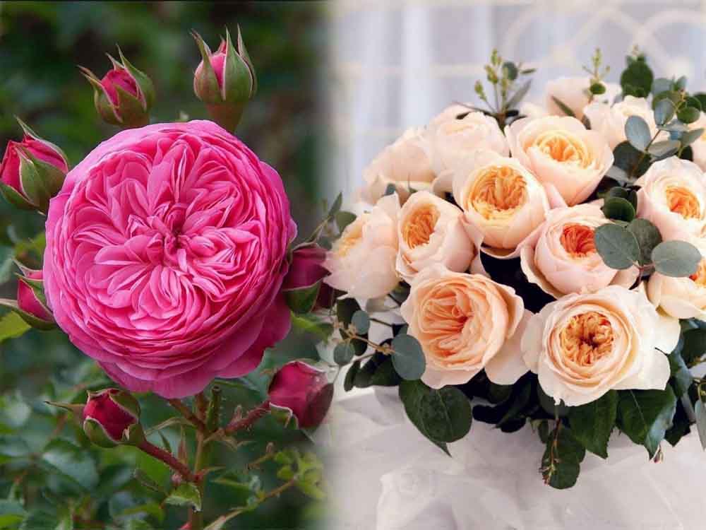 फूलों के राजा गुलाब की खुशबू से राजधानी होगी गुलजार, 9 से 11 जनवरी तक चलेगा उत्सव