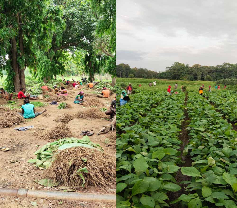 स्वरोज़गार की नई खुशबू: लेमनग्रास ने बदली महिलाओं की किस्मत