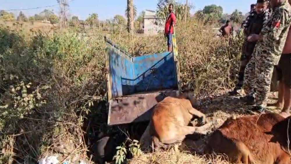 पुलिस पीछा बना काल: गौवंश तस्करी के दौरान पिकअप पलटी, 3 गायों की मौत, तस्कर मौके से फरार