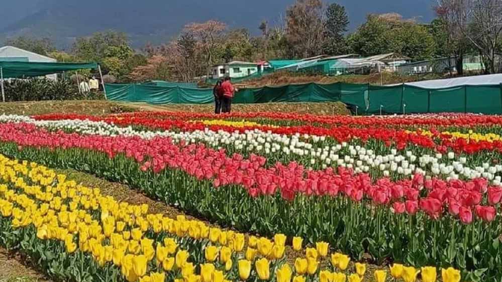 देखें पालमपुर में खुला नया ट्यूलिप गार्डन, ख्वाब जैसा अनुभव